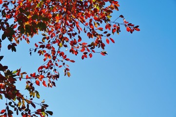 Colorful red, orange, and yellow leaves during foliage season on the East Coast