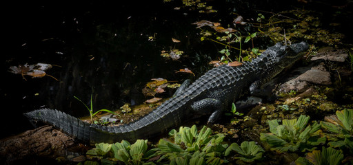 Everglades Aligator