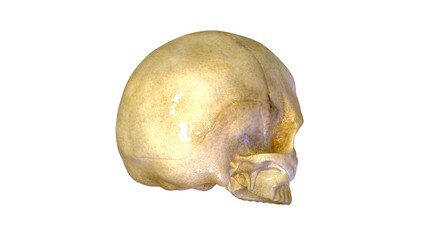 3d rendered medically accurate illustration of skeleton anatomy