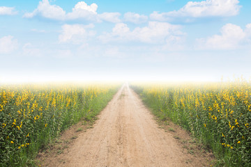 Dirt road into yellow flower fields with fog