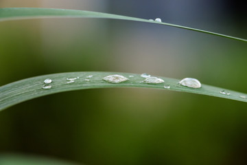 water drops