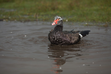 Домашние утки купаются в луже