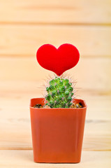 cactus and red hearts on wood