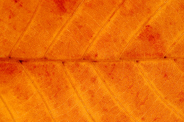 Obraz premium close up on autumn red leaf texture
