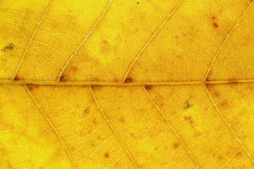 close up on autumn yellow leaf texture