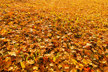 fallen dry leaves