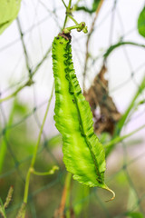 Psophocarpus tetragonolobus