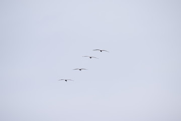 Flying Seagulls