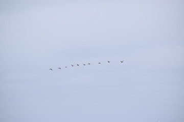 Flying Seagulls