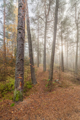 Obraz premium Foggy morning sun light forest