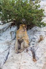 Fototapeta na wymiar The Barbary macaque population in Gibraltar is the only wild monkey population in the European continent. Some three hundred animals in five troops occupy the area of the Upper Rock of Gibraltar.