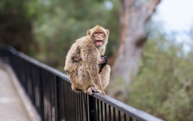 The Barbary macaque population in Gibraltar is the only wild monkey population in the European continent. Some three hundred animals in five troops occupy the area of the Upper Rock of Gibraltar.