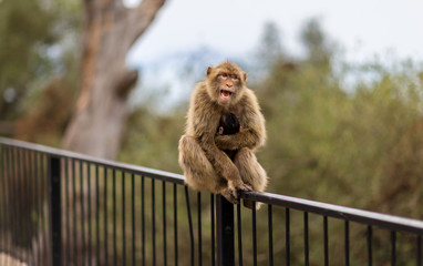 The Barbary macaque population in Gibraltar is the only wild monkey population in the European...