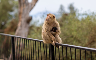 The Barbary macaque population in Gibraltar is the only wild monkey population in the European continent. Some three hundred animals in five troops occupy the area of the Upper Rock of Gibraltar.