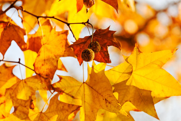 oak  in early autumn