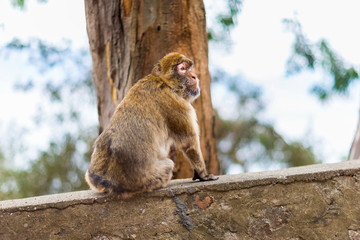 The Barbary macaque population in Gibraltar is the only wild monkey population in the European continent. Some three hundred animals in five troops occupy the area of the Upper Rock of Gibraltar.
