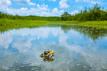 Lone fiddler crab in reflective water pool directly facing the viewer