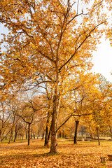 tree top in autumn