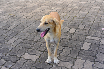 Dog playing outside smiles