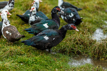 Домашние утки на лугу