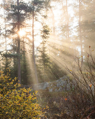 Foggy morning sun light forest