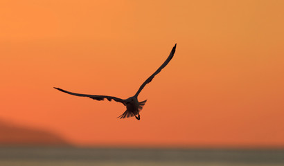 Seagull silhouette at sunset
