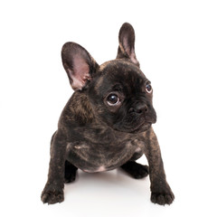 Puppy of French bulldog