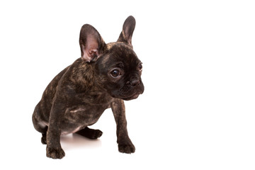 A puppy brindle French bulldog isolated on white background