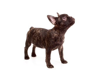 Puppy Brindle French bulldog