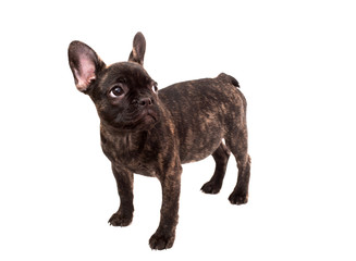 French bulldog. A puppy brindle