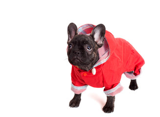 puppy French bulldog in a red jumpsuit