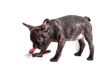 puppy French bulldog with tongs for cutting claws