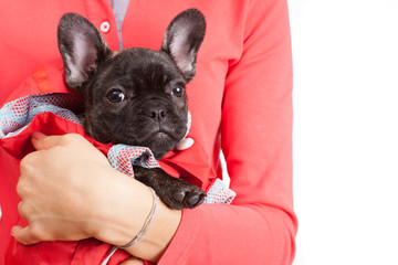 French bulldog in pet costume on human's hands - 124685752