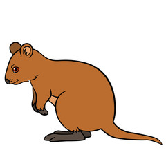 Cartoon animals. Little cute quokka smiles.