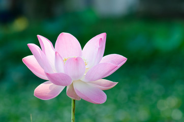 .White lotus bloom in the pond, beautiful mountain views.