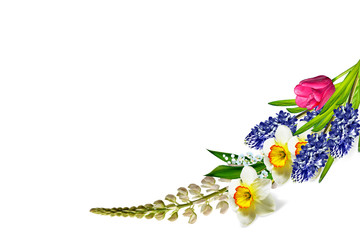 spring flowers narcissus isolated on white background