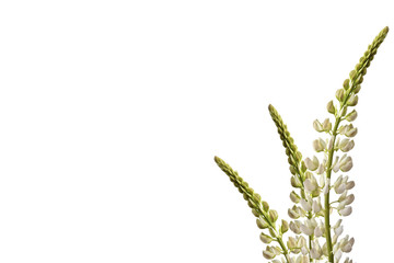 lupines beautiful flowers on a white background