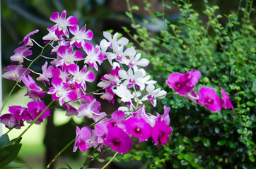 Fototapeta premium .orchid