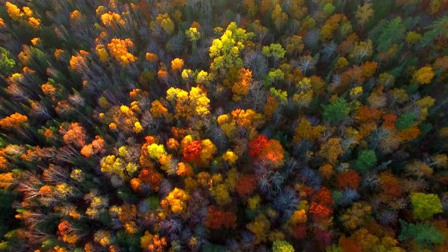 Amazing Autumn scenery, forests with Fall colors, Aerial view.
