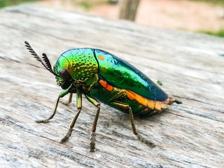 metallic wood-boring beetle on wooden background.