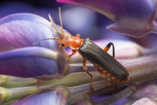 Soldier beetle Cantharis livida on lupin