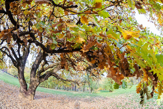 oak in autumn