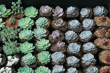 my lovely succulent garden.