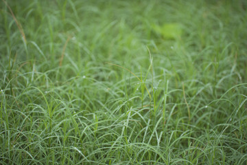 Grass with water dew in the early morning.