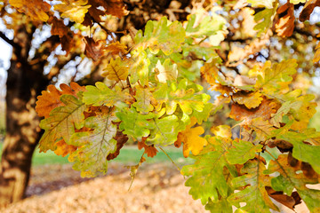 branches of oak