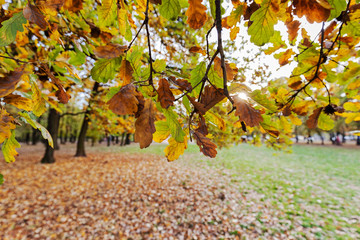 Forest in early autumn