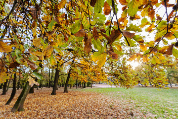 Forest in early autumn