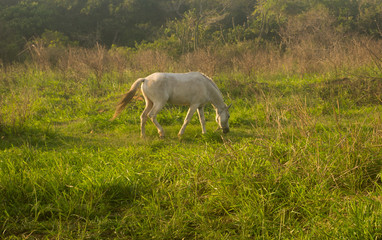 Horse grazing at sunset