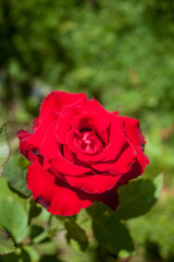 rose flower