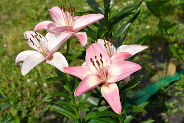  Lily flowers in the garden 